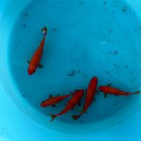 Pesci rossi goldfish