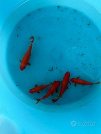 Pesci rossi goldfish