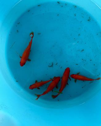 Pesci rossi goldfish