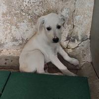 Cucciolo taglia media