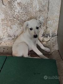 Cucciolo taglia media