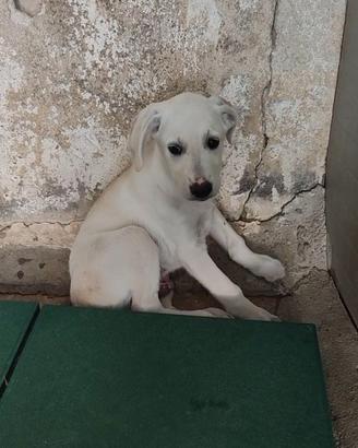 Cucciolo taglia media