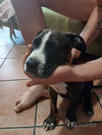 Cucciolo pittbul/amstaff