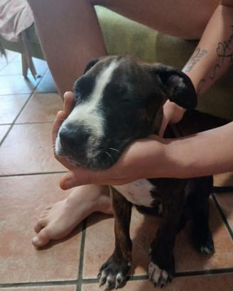 Cucciolo pittbul/amstaff