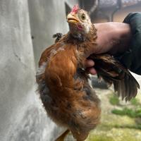 Due galli ovaiole di 2 mesi