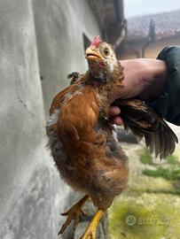 Due galli ovaiole di 2 mesi