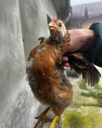 Due galli ovaiole di 2 mesi