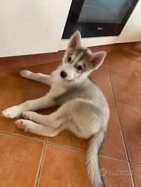 Siberian Husky