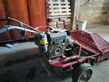 Scopatrice raccoglitrice olive