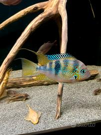 Thorichthys Ellioti