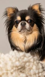 Chihuahua Blu Tricolore per monta con pedigree