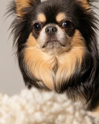 Chihuahua Blu Tricolore per monta con pedigree