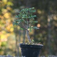 Bonsai Olmo 