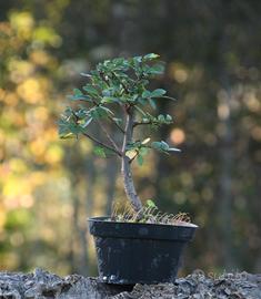 Bonsai Olmo 