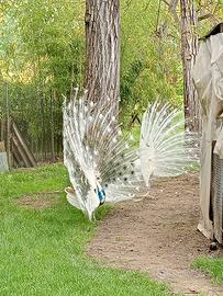 Pavoni varie età e colorazioni