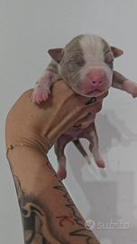 American pitbull terrier