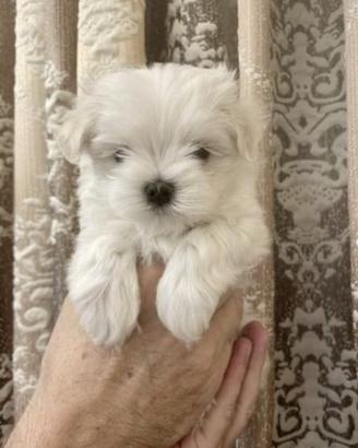 Maltese Toy