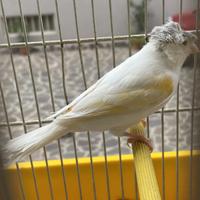 Canarina Arlecchino Portoghese