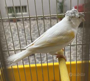 Canarina Arlecchino Portoghese