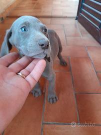 Weimaraner