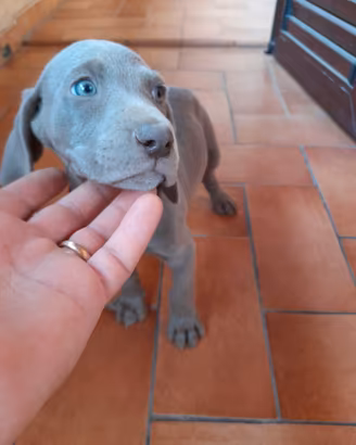 Weimaraner