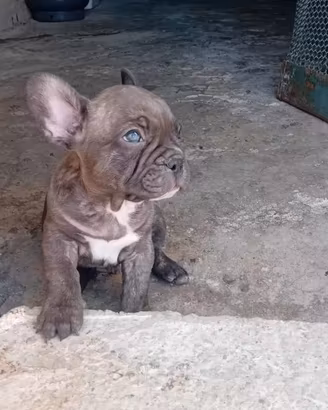 Bul dog francese