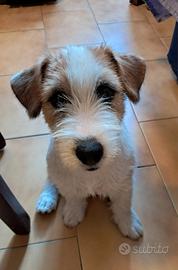 Ultimo cucciolo maschio jack rassell disponibile d