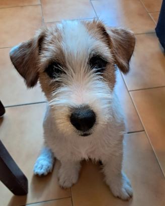 Ultimo cucciolo maschio jack rassell disponibile d