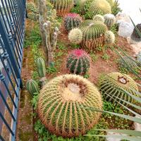 piante grasse grusone cactus 