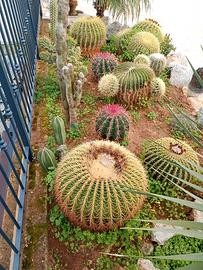 piante grasse grusone cactus 