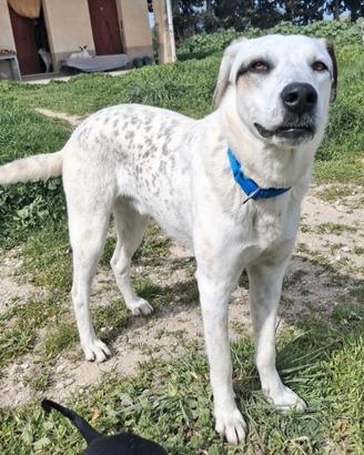 Blues 1 anno taglia media grande