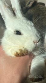Coniglio maschio di razza a Novara