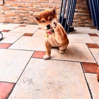 Cucciola di shiba inu con pedigree