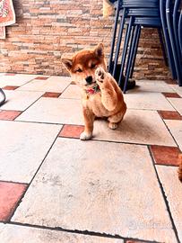 Cucciola di shiba inu con pedigree