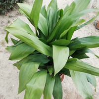 Aspidistra pianta dalle foglie grandi verdi