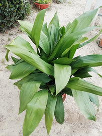 Aspidistra pianta dalle foglie grandi verdi