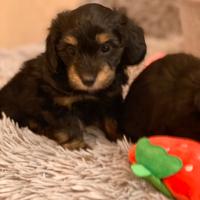 Cucciole Maltipoo nere 2 mesi