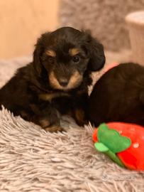 Cucciole Maltipoo nere 2 mesi