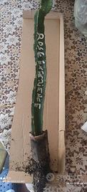 pitaya dragon fruit rose experience autofertile