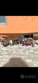 Bulldog francesi