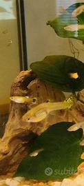 Pesci Guppy giovani