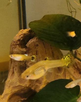 Pesci Guppy giovani