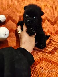 Cuccioli di SPITZ