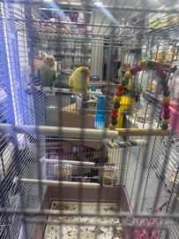 Coppia inseparabile e gabbia