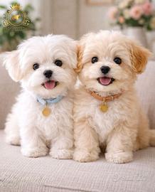 Dolcissimi Maltesi maschietti e femminucce