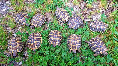 tartarughe baby hermanni 
