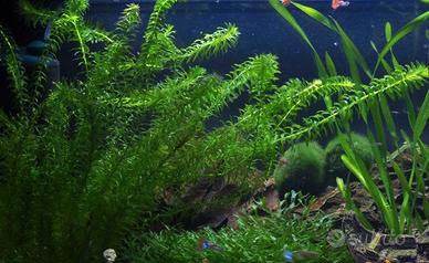 Pianta per acquario Elodea densa