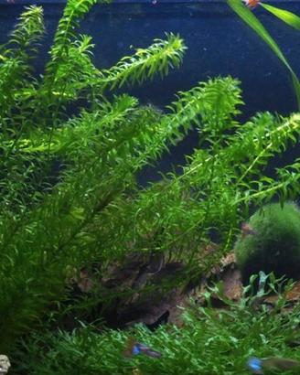 Pianta per acquario Elodea densa