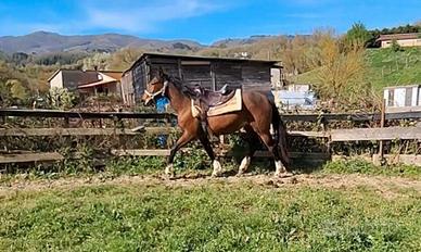 Cavallo