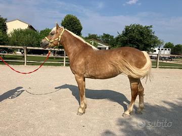 Fattrice domata haflinger